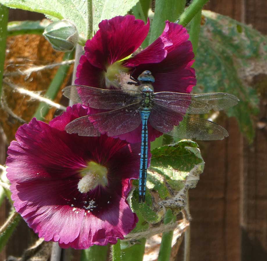 Anax_imperator